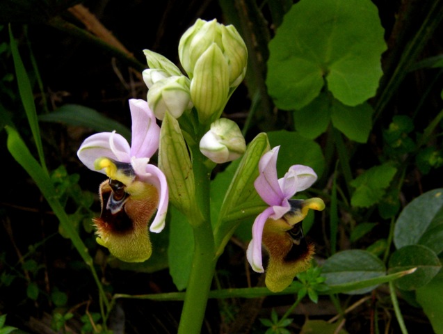 Passeggiate orchidologiche 2013